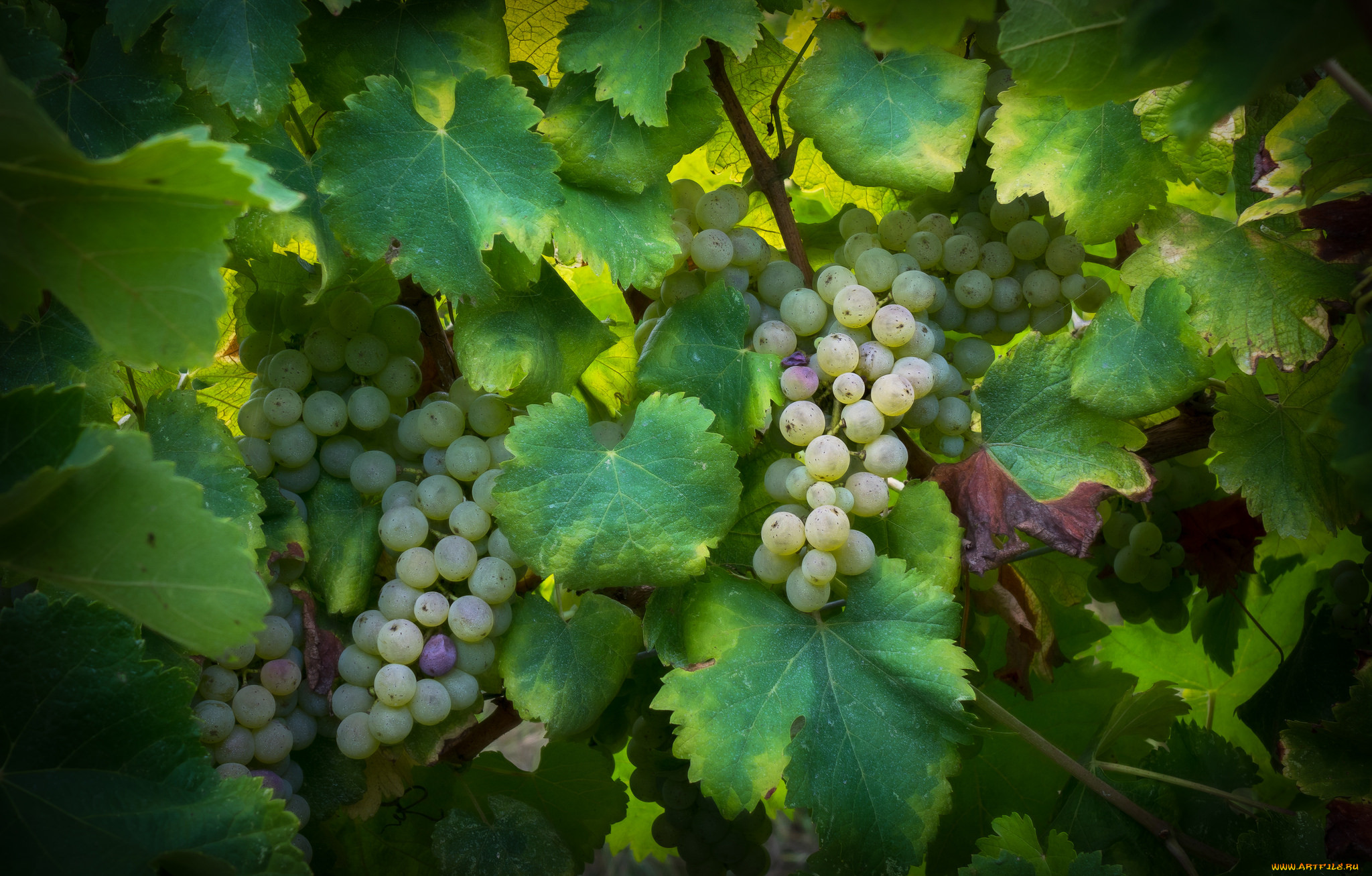 , ,  , grapes, , leaves, , , the, vineyard, 